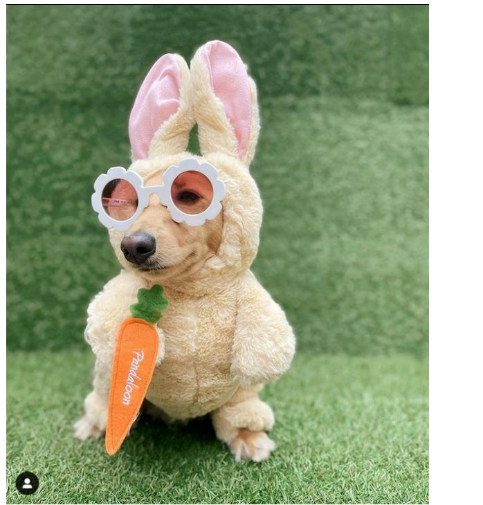 'Pixie'润玉亮白色太阳镜