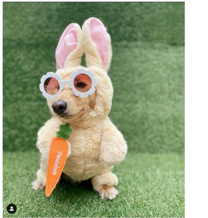 'Pixie'润玉亮白色太阳镜